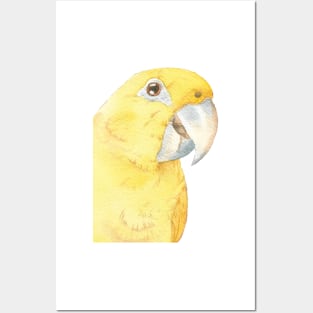 golden conure watercolor ararajuba painting Posters and Art